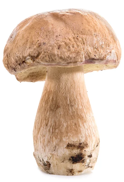 在白色背景上孤立的牛肝菌蘑菇. — 图库照片