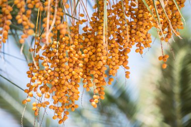 Hurma ve arka planda mavi gökyüzü.