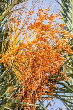 Ağaçta meyveler var. Yakın plan..
