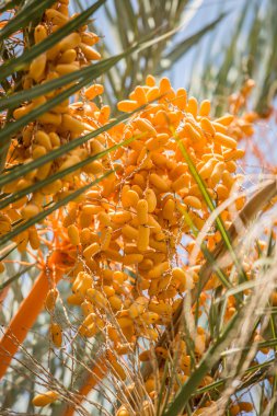 Ağaçta meyveler var. Yakın plan..