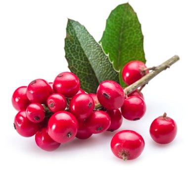 Beyaz arka planda Avrupa Holly (Ilex) yaprakları ve meyveleri.