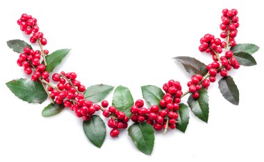 Beyaz arka planda Avrupa Holly (Ilex) yaprakları ve meyveleri.