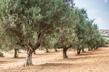 zeytin ağaçları Bahçe.