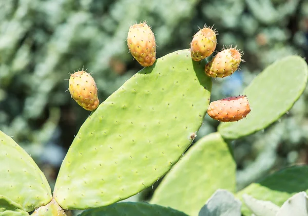 Green prickly cactus leaves. Close up. — Stock Photo, Image