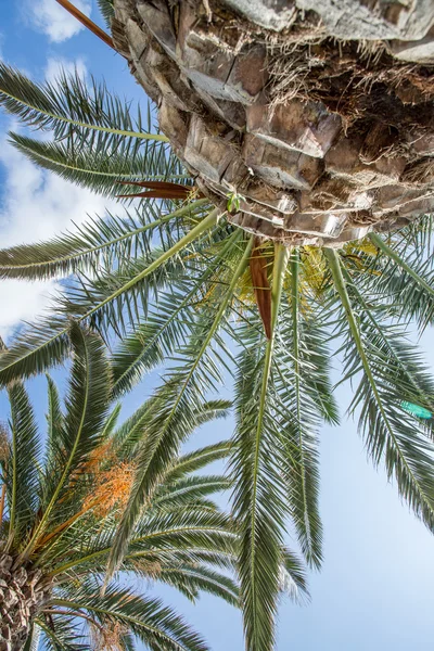 Palmier dattier et ciel bleu sur le fond . — Photo