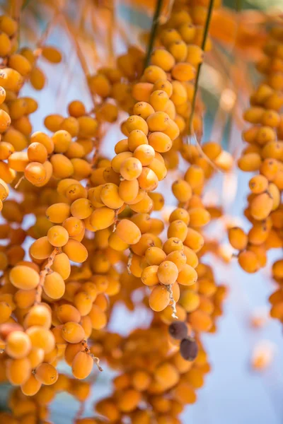 Date frutti sull'albero. Primo piano. — Foto Stock