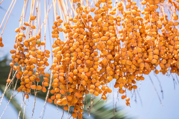 Vruchten op de boom. Close-up. — Stockfoto