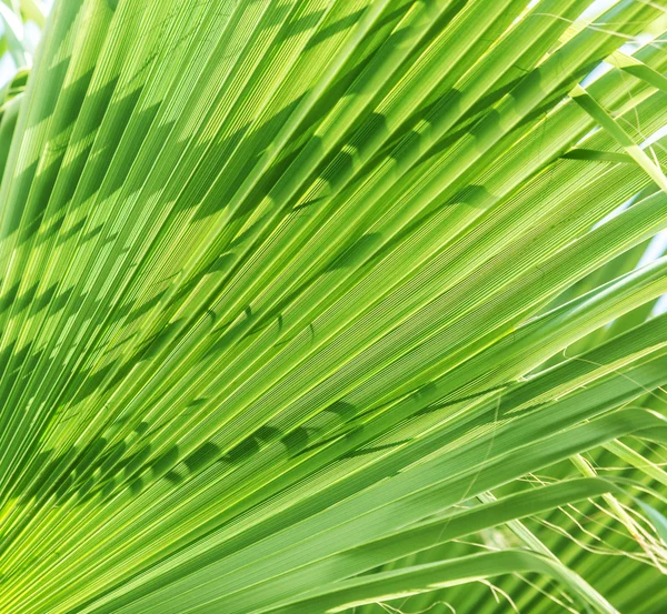 新鲜绿色棕榈树叶. — 图库照片