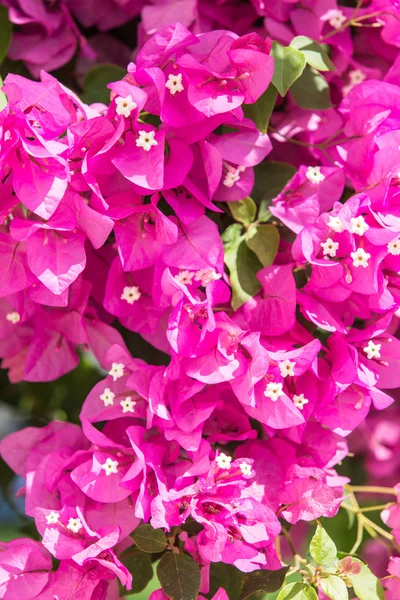 Magenta cor bougainvillaea em flor . — Fotografia de Stock