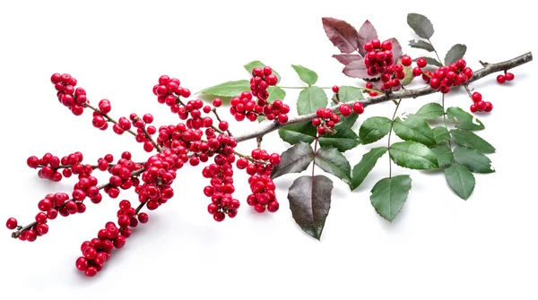 Foglie e frutti di agrifoglio europeo (Ilex) su sfondo bianco. — Foto Stock