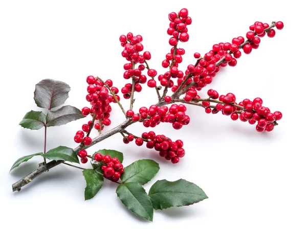 European Holly (Ilex) leaves and fruit on a white background. — Stock Photo, Image