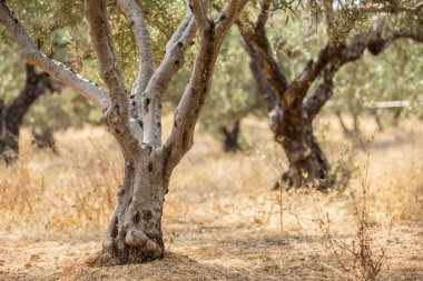 zeytin ağaçları Bahçe.
