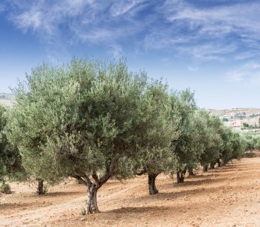 zeytin ağaçları Bahçe.