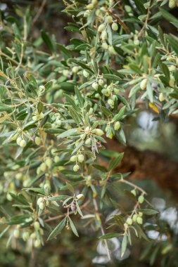 Çilek üstünde o ile zeytin ağacı dalı. Portre.