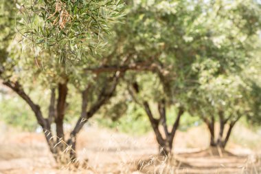 zeytin ağaçları Bahçe.