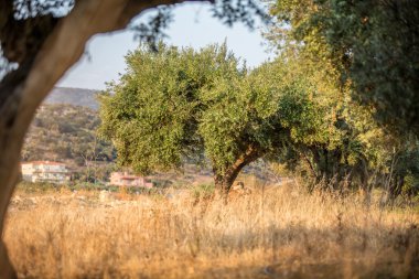 zeytin ağaçları Bahçe.