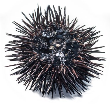 Beyaz arka plan üzerinde izole deniz kirpi.