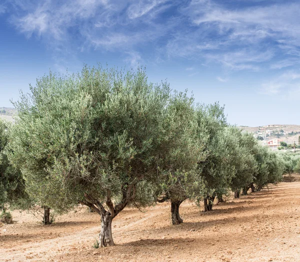 Oliveiras jardim . — Fotografia de Stock