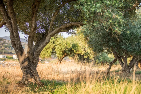 Giardino degli ulivi . — Foto Stock