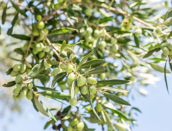 Branch of olive tree with berries on it. Closeup. — Stock Photo, Image