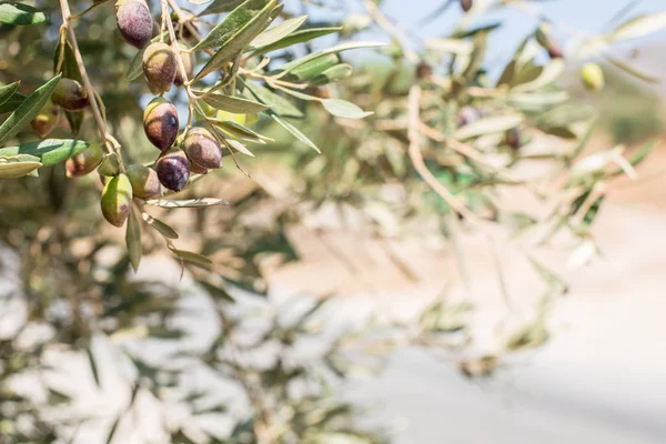 Tak van de olijfboom met bessen daarop. Closeup. — Stockfoto