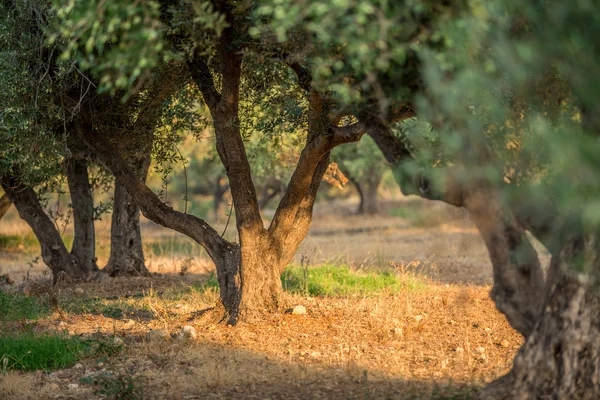 Giardino degli ulivi . — Foto Stock