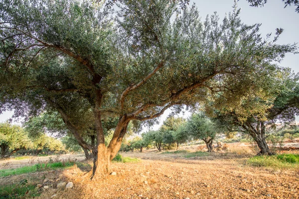 zeytin ağaçları Bahçe.
