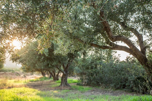 Giardino degli ulivi . — Foto Stock