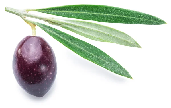 Jeden świeże jagody oliwek z liści. — Zdjęcie stockowe