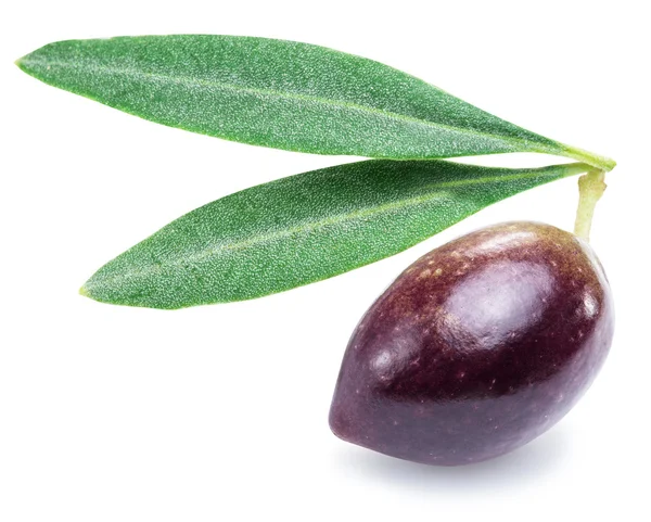 One fresh olive berry with leaves. — Stock Photo, Image