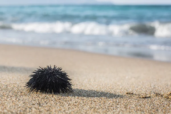 Urchin en la línea costera . — Foto de Stock