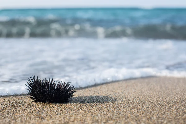 Urchin na linha costeira . — Fotografia de Stock