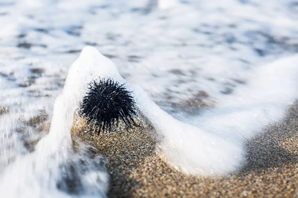 Urchin en la línea costera . —  Fotos de Stock