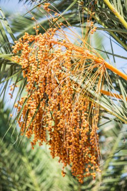 Hurma ve arka planda mavi gökyüzü.