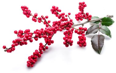 Beyaz arka planda Avrupa Holly (Ilex) yaprakları ve meyveleri.
