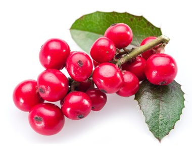 Beyaz arka planda Avrupa Holly (Ilex) yaprakları ve meyveleri.