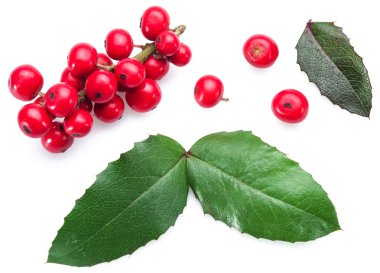 Beyaz arka planda Avrupa Holly (Ilex) yaprakları ve meyveleri.