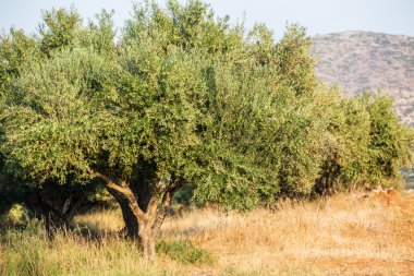 zeytin ağaçları Bahçe.