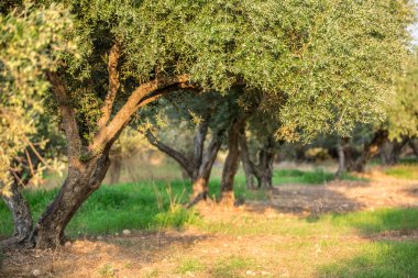 zeytin ağaçları Bahçe.