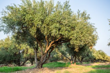 zeytin ağaçları Bahçe.