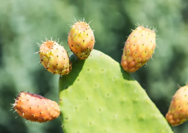 Green prickly cactus leaves. Close up. — Stock Photo, Image