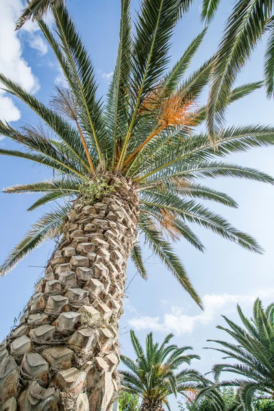 Palmier dattier et ciel bleu sur le fond . — Photo