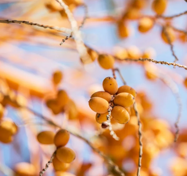 Datum ovoce na stromě. Detailní záběr. — Stock fotografie