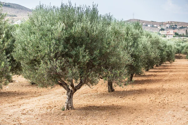 Olive trees garden. — Stock Photo, Image