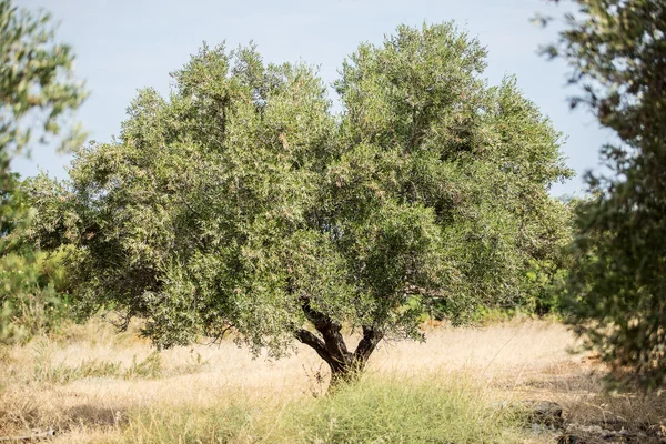 zeytin ağaçları Bahçe.