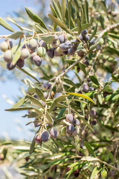 Ветка оливкового дерева с ягодами на ней. Крупный план . — стоковое фото