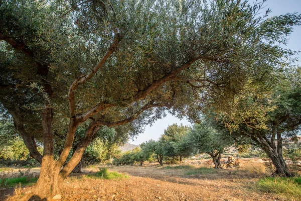 Olive trees garden. — Stock Photo, Image