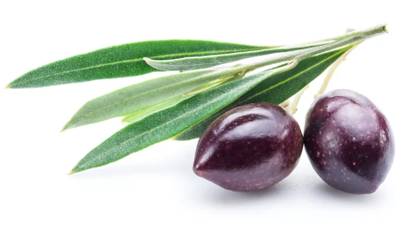 Zwei frische Oliven mit Blättern auf weißem Hintergrund. — Stockfoto