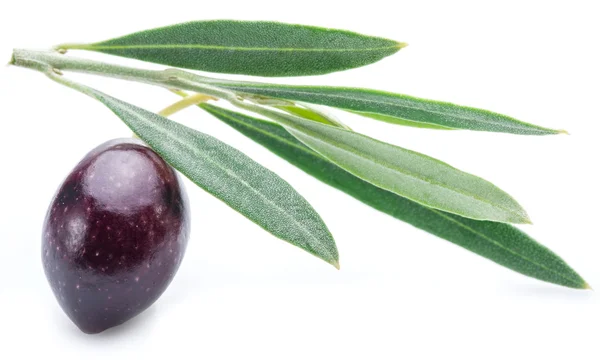 Eine halbreife (halbreife) frische Olivenbeere mit Blättern. — Stockfoto