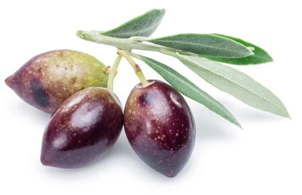Drei frische Oliven mit Blättern auf weißem Hintergrund. — Stockfoto
